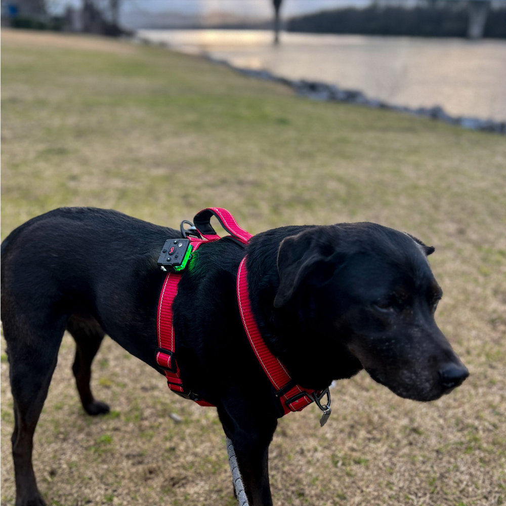 Guardian Angel Magnetic Snap Lock Mount Dog K9 Safety ACC SLM